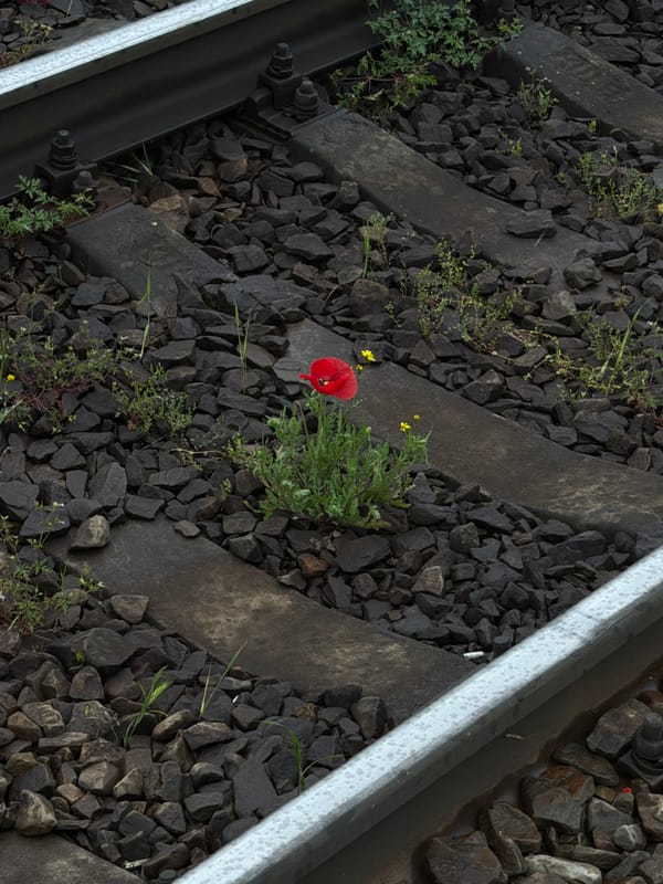 Morning scenes captured in Russian towns show cats, flowers