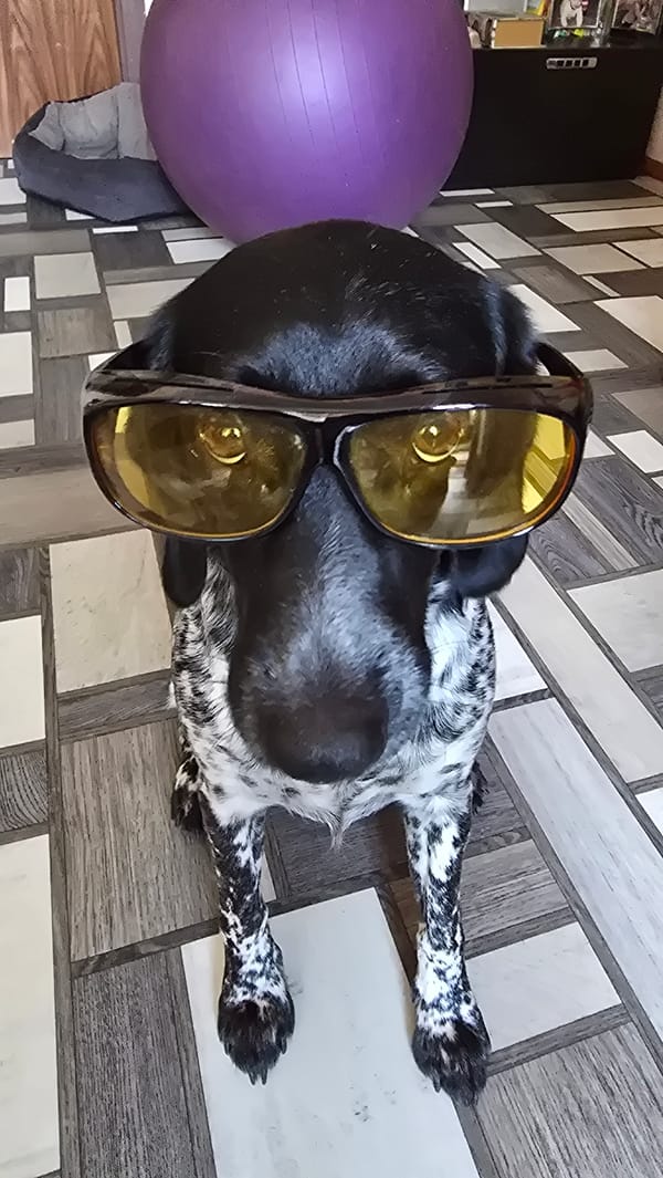 Speckled dog models sunglasses in a casual indoor shoot