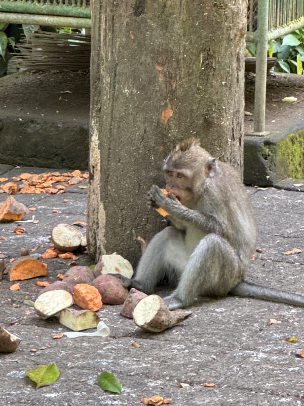 Morning wildlife encounters documented in Ubud forest areas