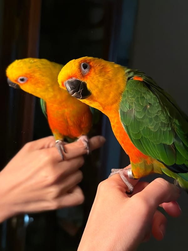 Sun conure parrot photographed on hand in Khimki