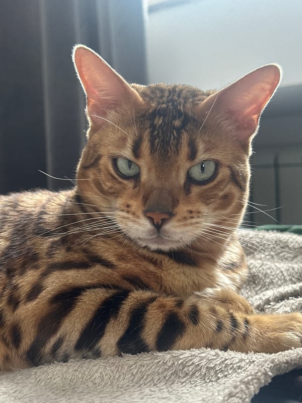 Bengal cat spotted relaxing indoors near houseplants