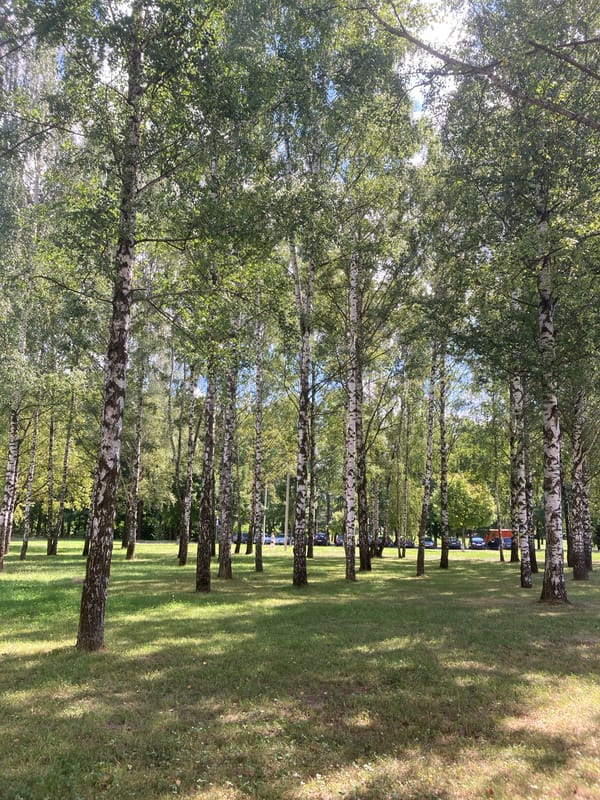 Summer morning in a Zhodzina park, tank monument and birch trees