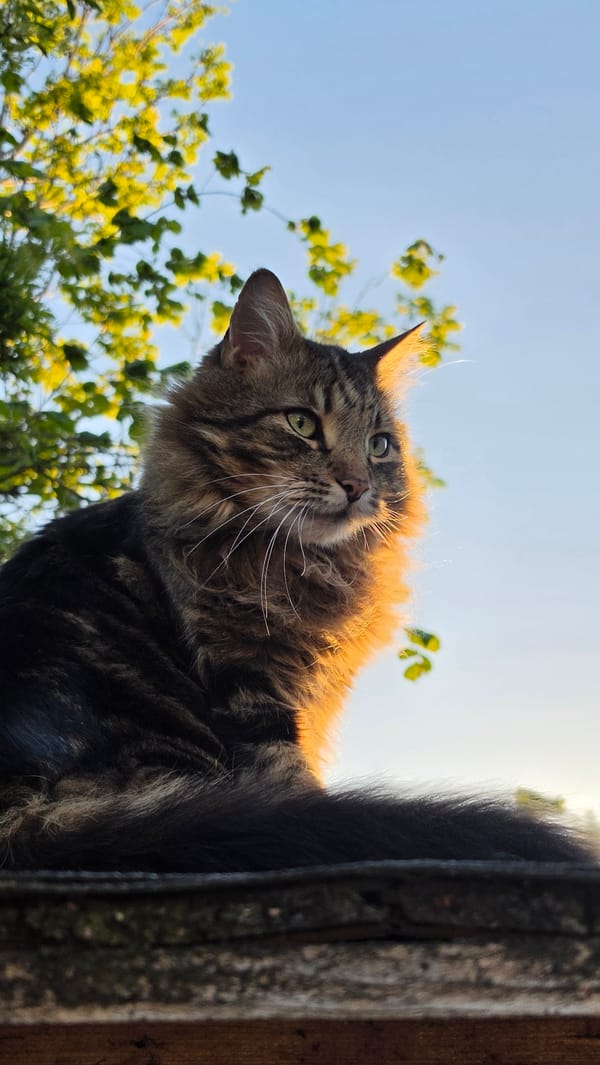 London resident documents tabby cat during golden hour backyard session
