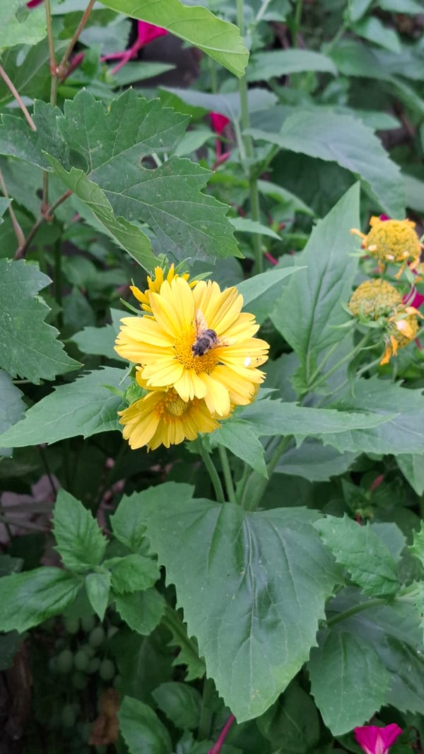 Bees, blooms, and garden life in Шұбарсу, Kazakhstan