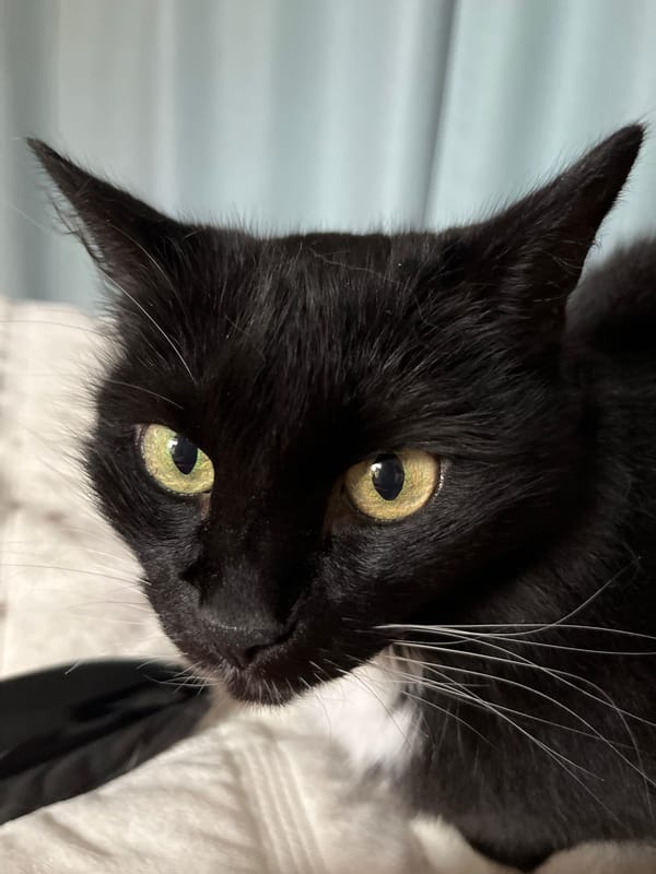 Black and white cat mid-grooming on a quilted surface