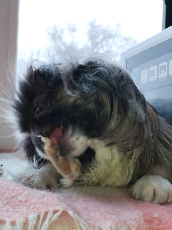 Quiet morning moments captured across snowy Izhevsk, Russia