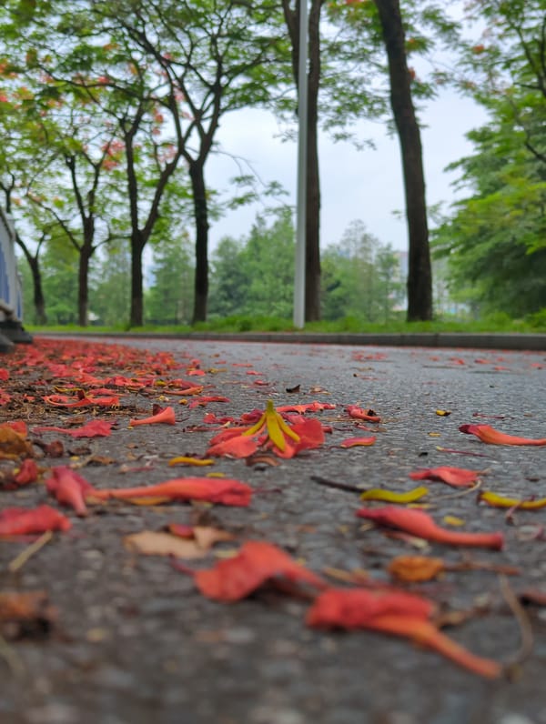 Spring flowers bloom and scatter across Shunde District streets