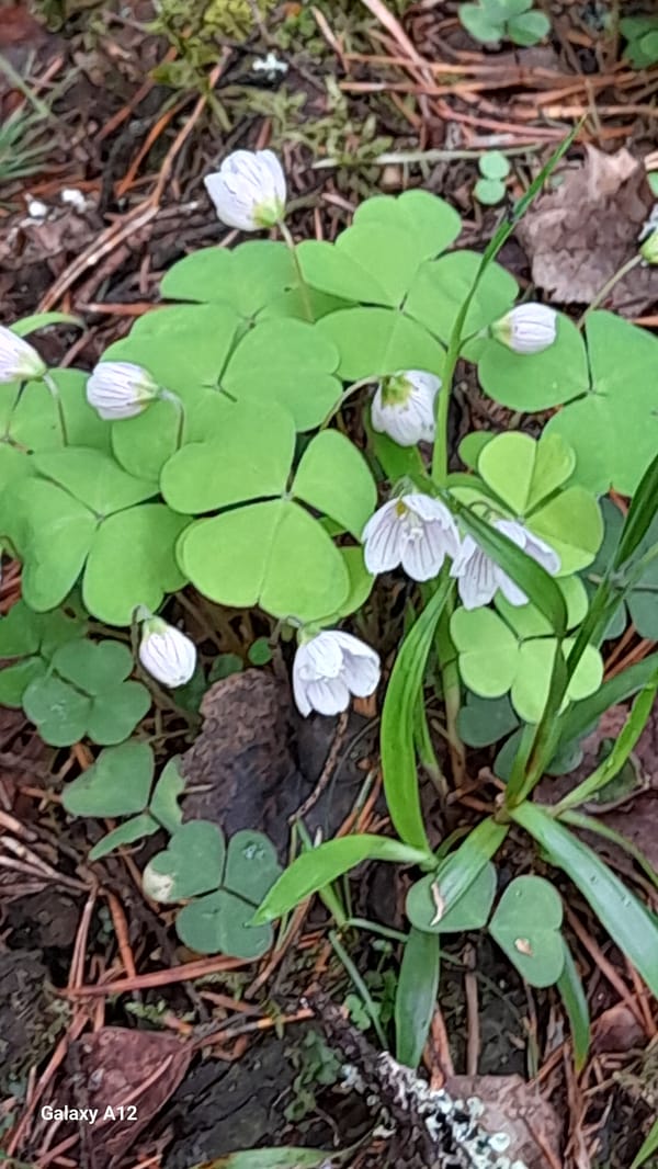 Spring forest walk documented in Марковский, Russia