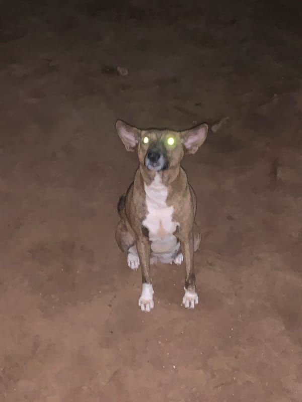 Evening moments captured in Ikorodu: dog, silhouettes, mobile phones