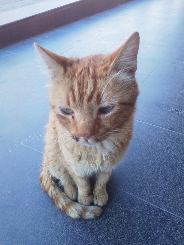 Orange tabby cat spotted on tiled surface in Beylikdüzü