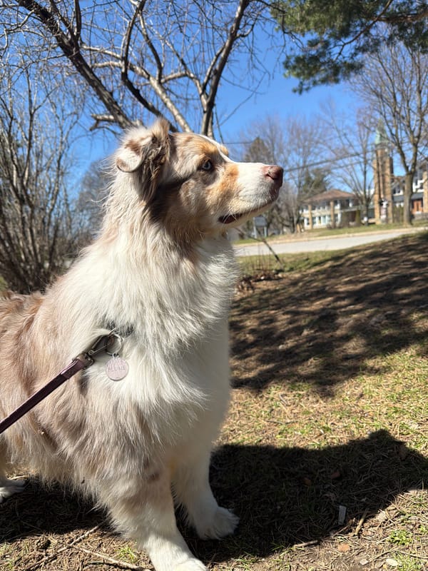 Merle-colored dog photographed outdoors in Laval, Canada