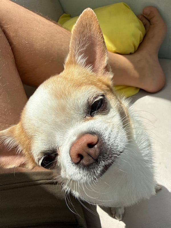 Man and Chihuahua Share Quiet Urban Moments