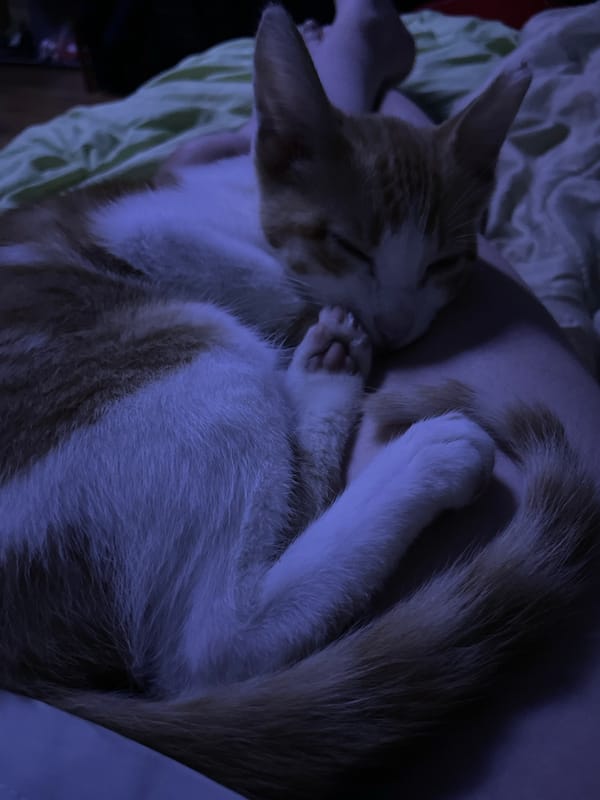 Cats, chandeliers, and a full moon in Aktau at night