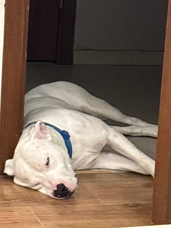 Dog napping, wall art, and an energy drink at home