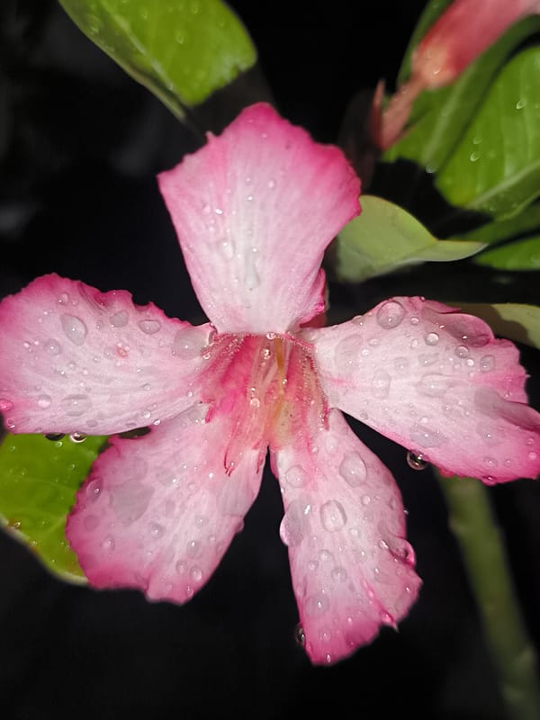 Desert rose flower photographed in Lhokseumawe, Indonesia