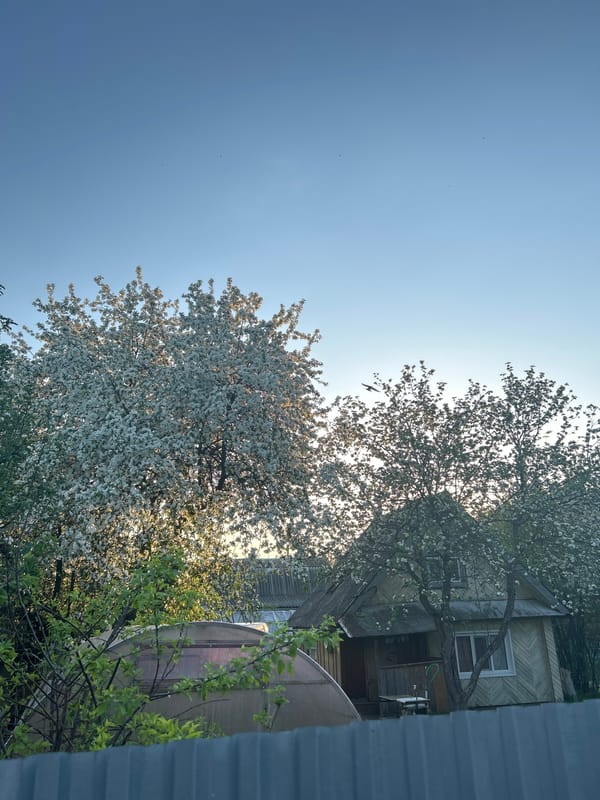 Apple trees bloom in rural Bashur, Russia village scene