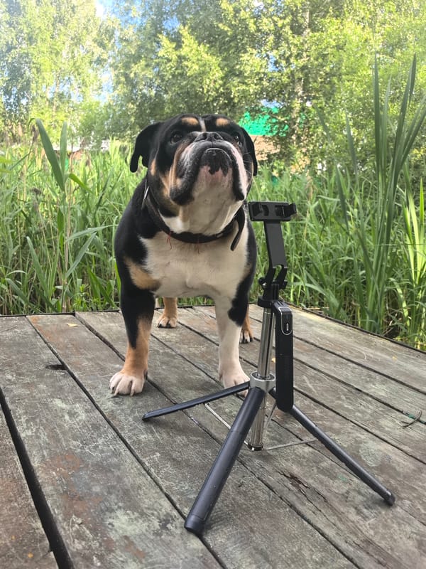 Bulldog on a wooden deck in rural Noviy, Russia
