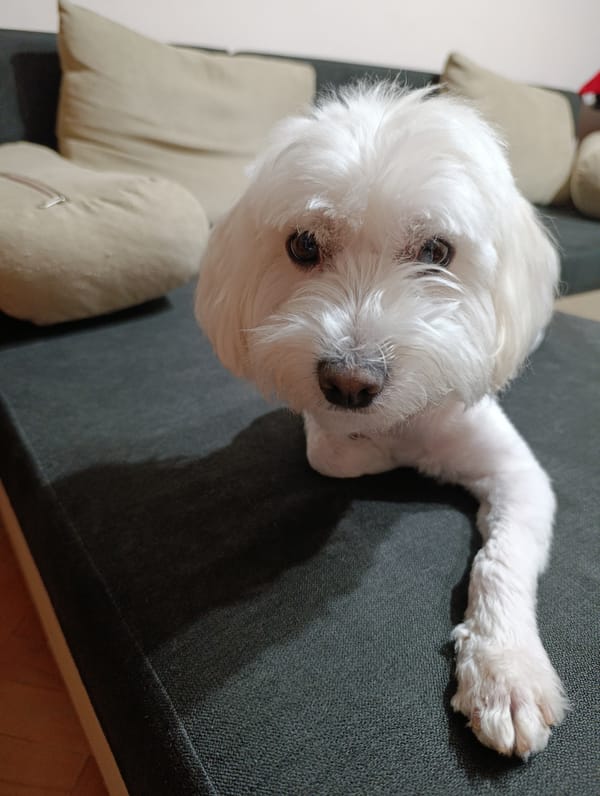 Quiet domestic moments with pet dog documented in Razgrad