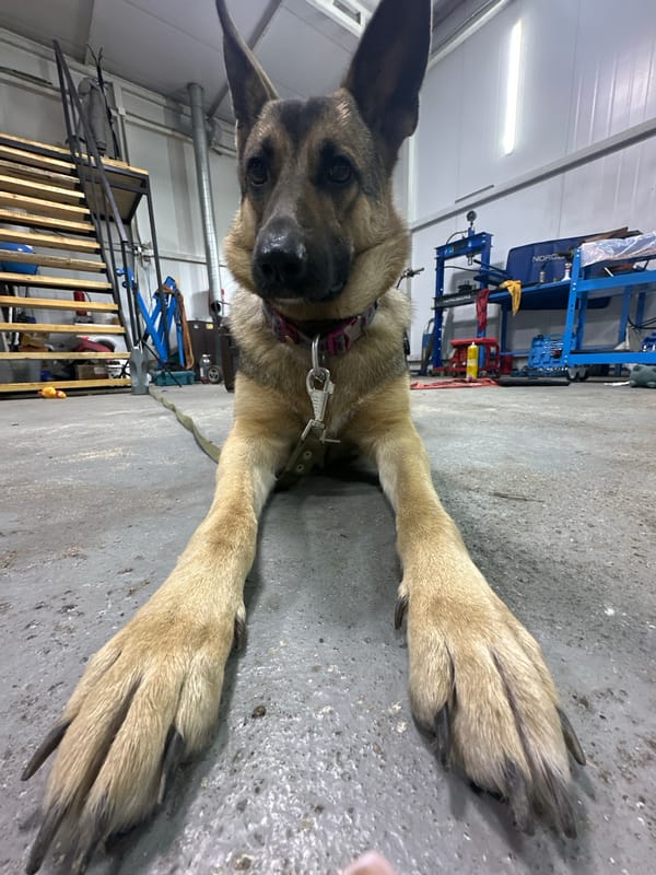German Shepherd hangs out in a Blagoveshchensk garage