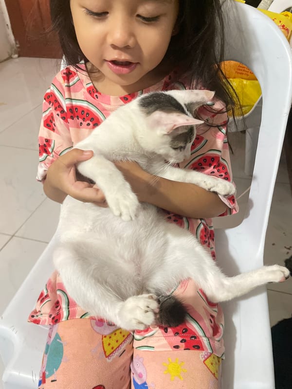 Cats, plants, and home life on a Davao evening