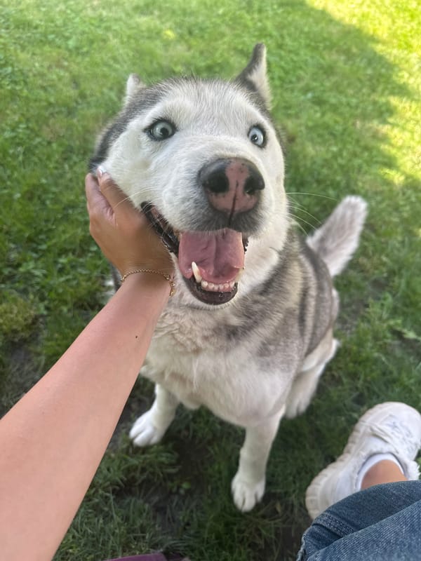 Husky enjoys outdoor petting session in grassy urban area