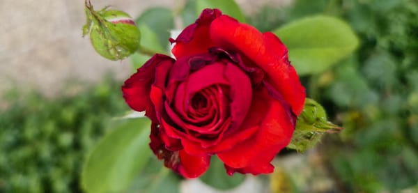 A garden in full bloom, up close and in detail.