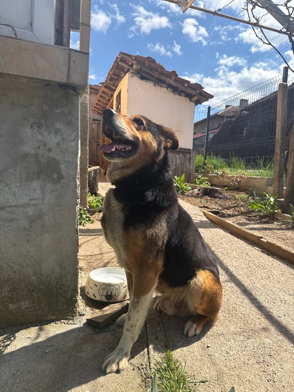 Spring tulips bloom, dog observed in Prevala Bulgaria backyard