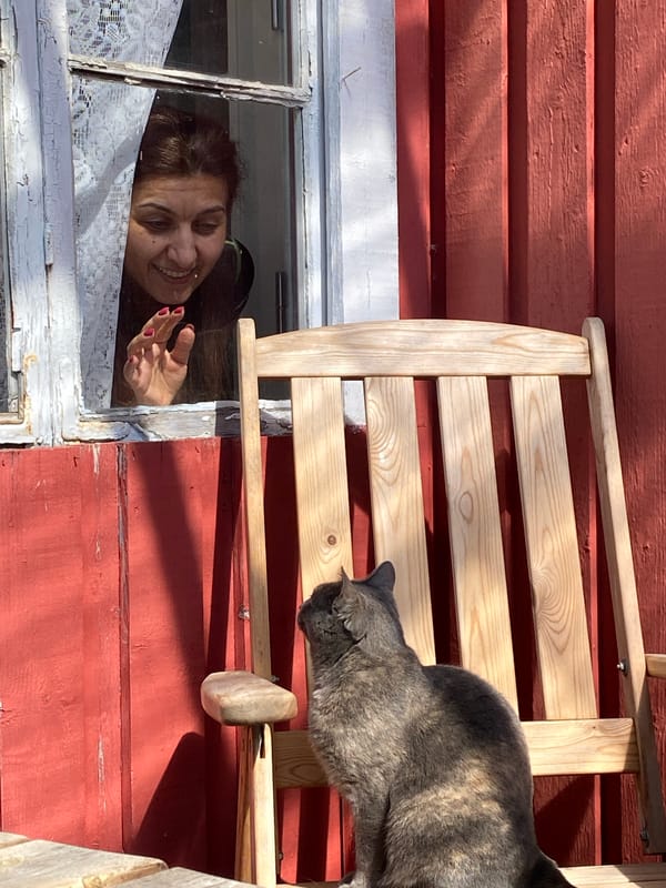 Cat grooming on chair outside Swedish building draws observer