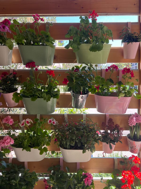 Peacocks display plumage at Budva animal park, visitors feed rabbits