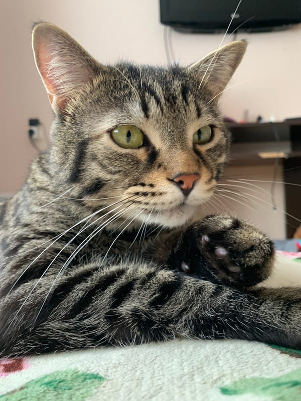 Tabby cat napping and lounging at home in Stavropol
