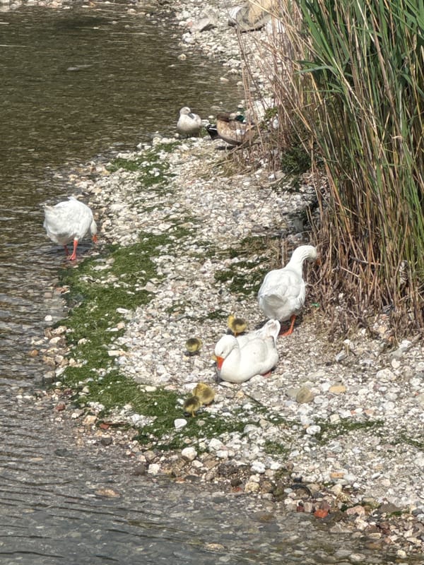 Geese family spotted along waterway in Bar, Montenegro