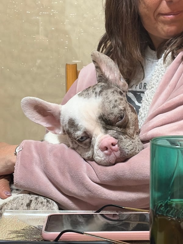 Woman holds spotted dog in pink shirt in Sofia
