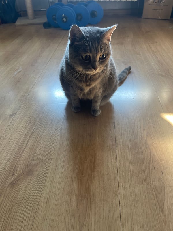 Scottish Fold tabby relaxing around the house