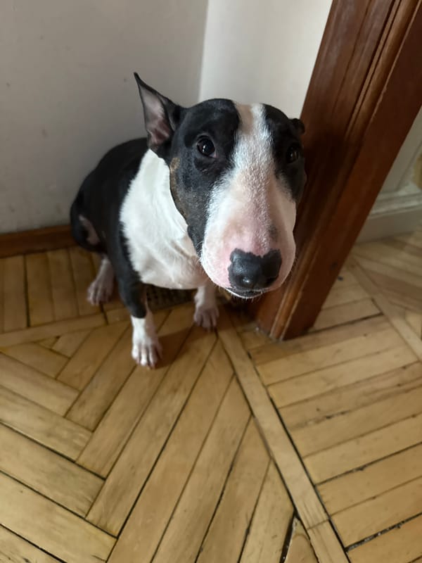 Bull Terrier photographed looking up in Moscow