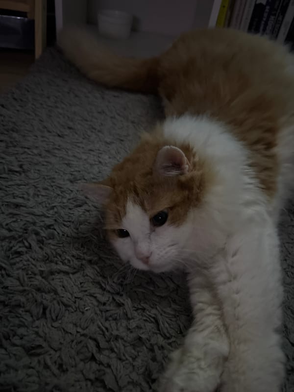Cats rest indoors during quiet afternoon in Zheleznogorsk, Russia