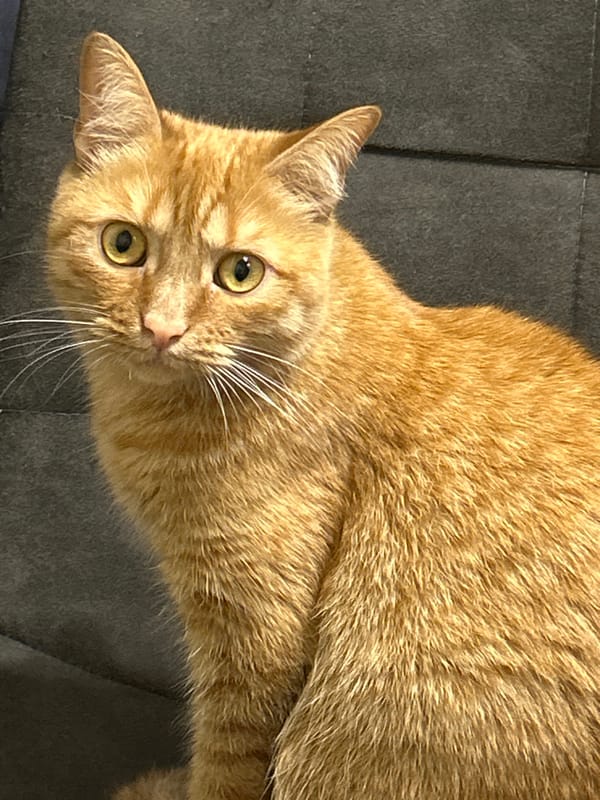 Tabby cat at home with kitchen scenes and flowers