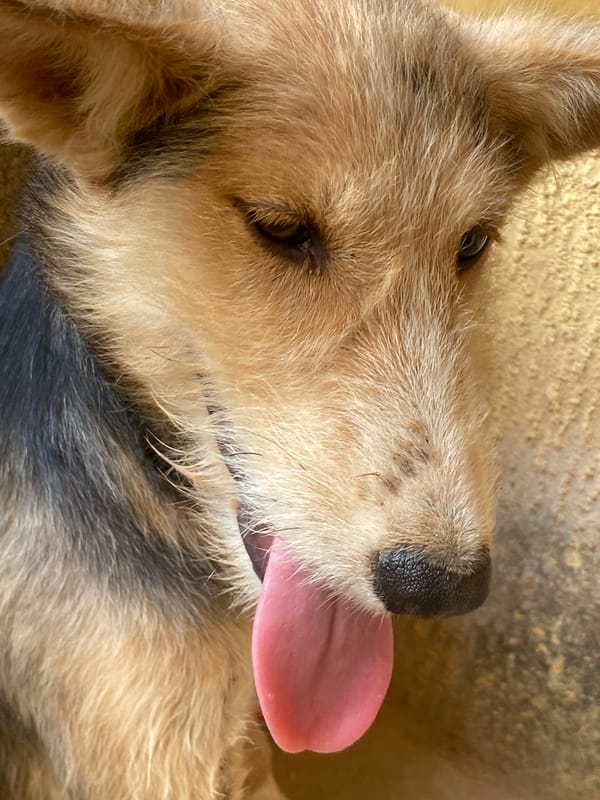Golden Retriever enjoys petting session in Nigerian village