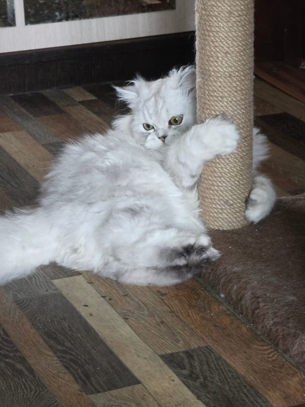 A Persian cat's morning, plus a quiet Novocheboksarsk neighborhood stroll