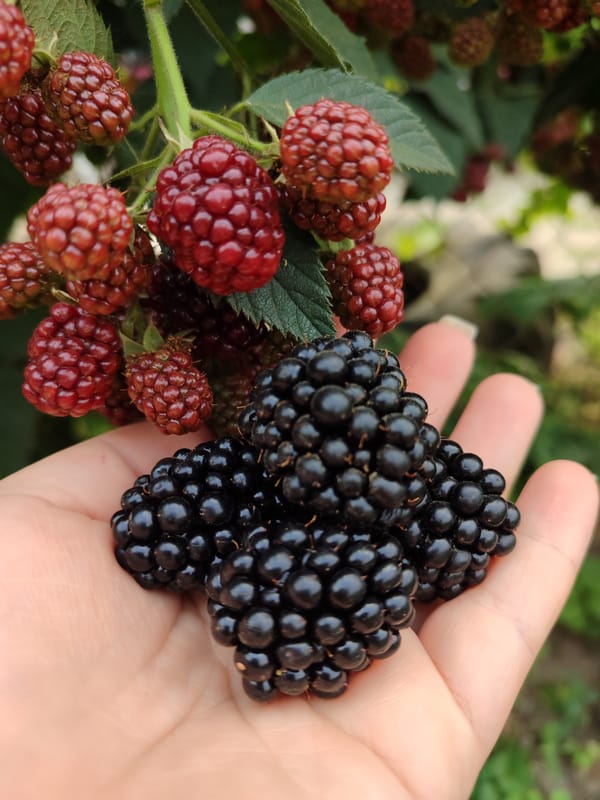 Berries and blooms: a garden close-up session