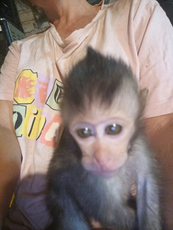 Young macaque monkey spotted indoors in Ban Tai, Thailand