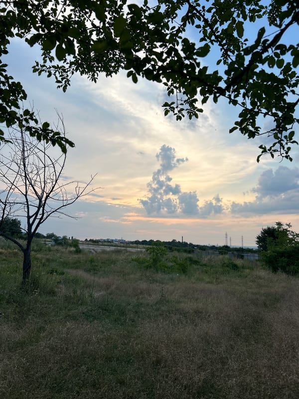 Dog explores a dry field at dusk, owner nearby