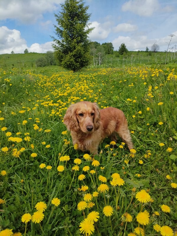 Dogs spotted playing in dandelion field during morning hours