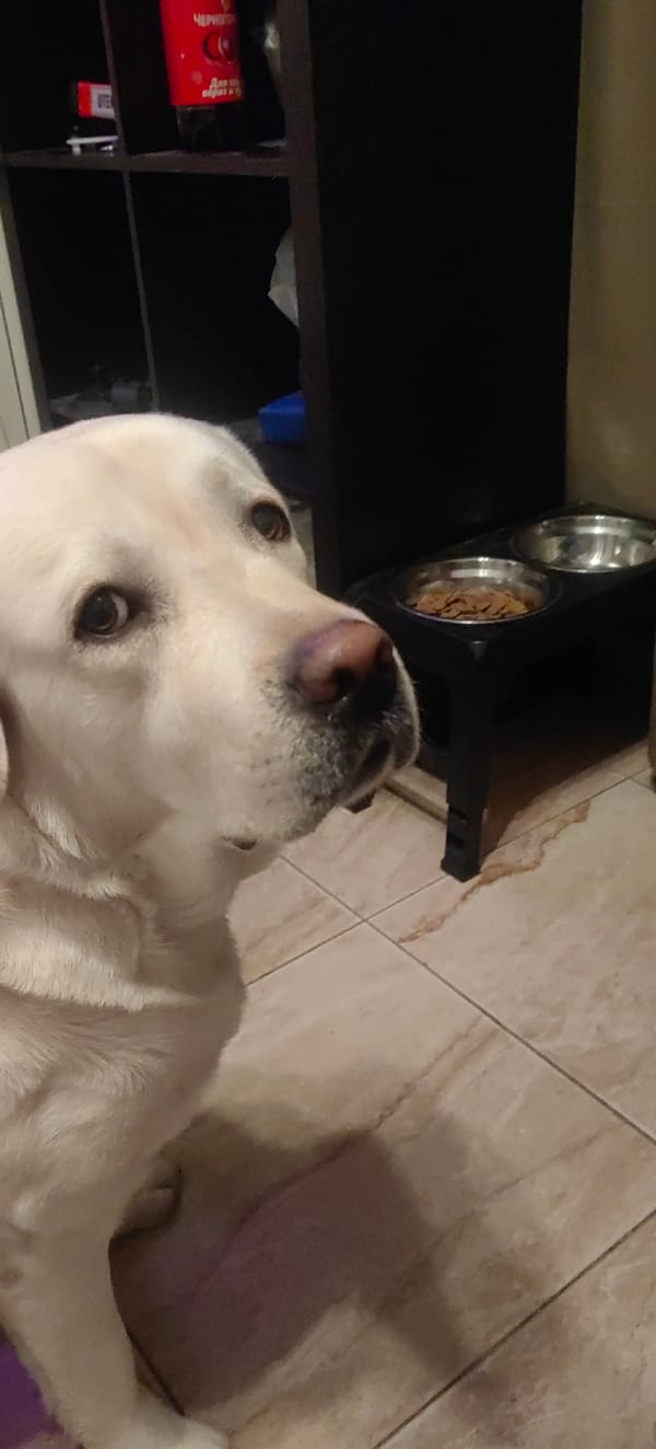 Labrador's evening routine captured in Mytishchi, Russia