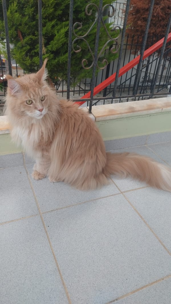 Maine Coon cat spotted on balcony in Perea, Greece