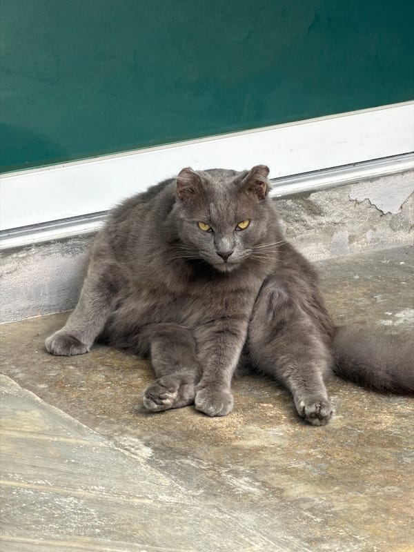 Grey cat holds court on concrete in Chiang Mai