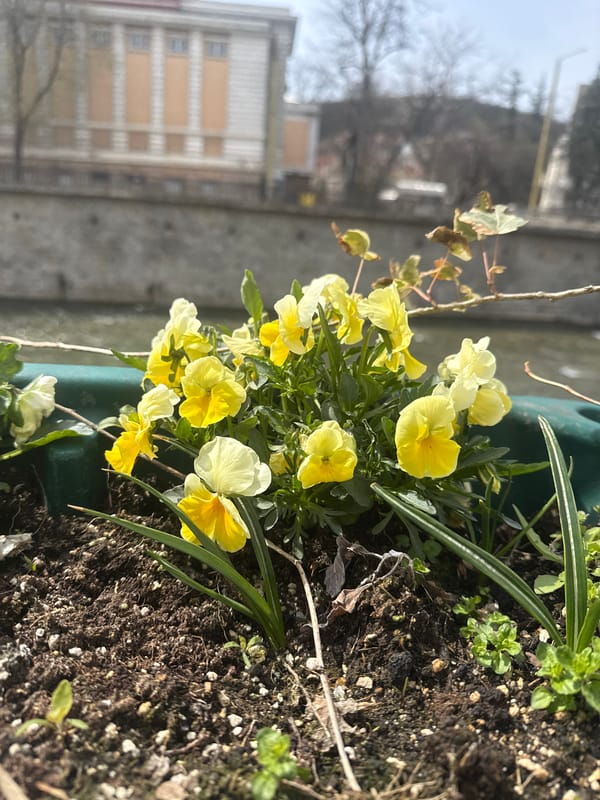 Spring flowers and river scenes documented in Gabrovo, Bulgaria