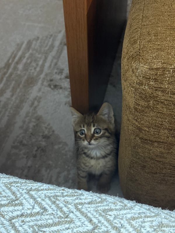 Tabby kitten photographed during indoor playtime in Radilovo, Bulgaria