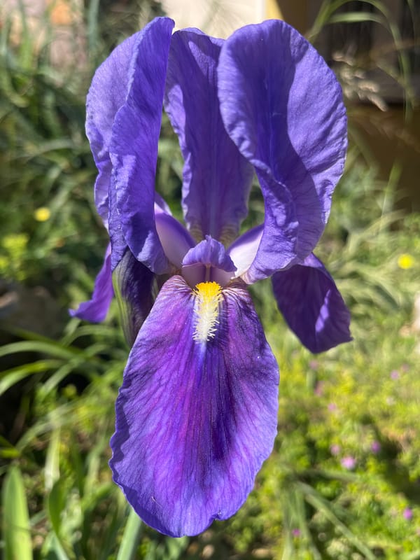Cat and dog share quiet morning on Alanya beach