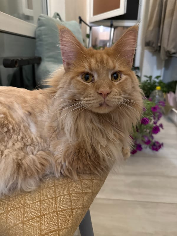 Orange Maine Coon relaxes around a Mykolaiv apartment on a summer evening