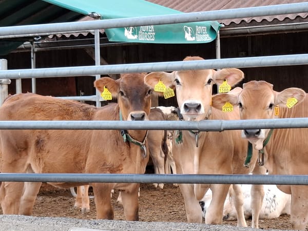 Calves and cartoon murals at two Swiss farm spots